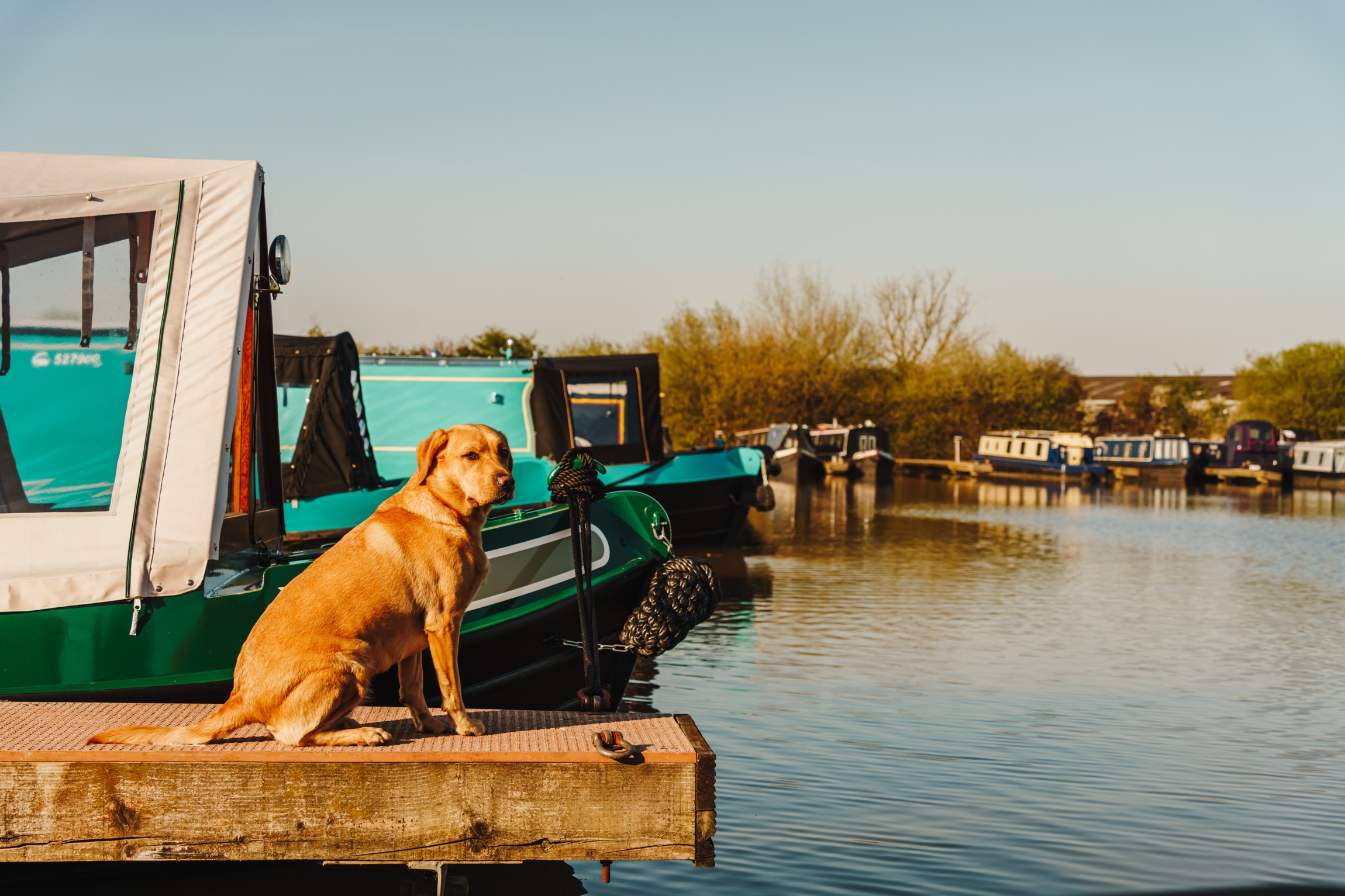 LLE TM DOGS 00009 LRJ