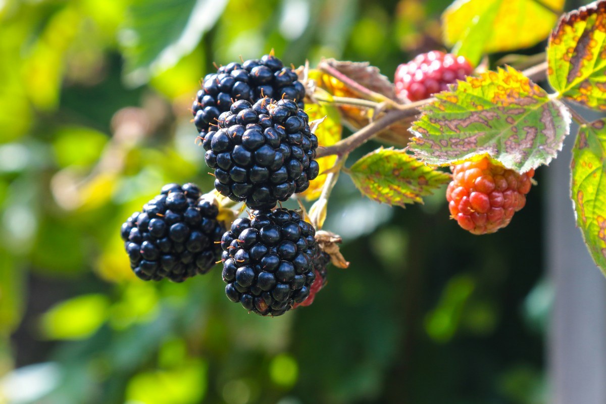 Blackberries Jametlene Reskp low res