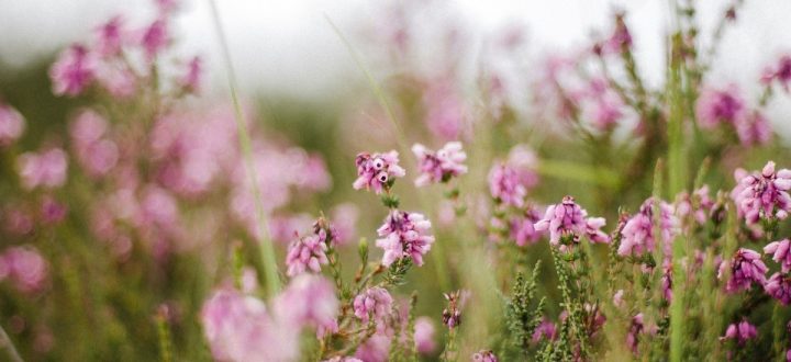 Make the Most of Late Summer in the Yorkshire Dales: