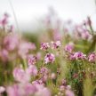 Make the Most of Late Summer in the Yorkshire Dales: