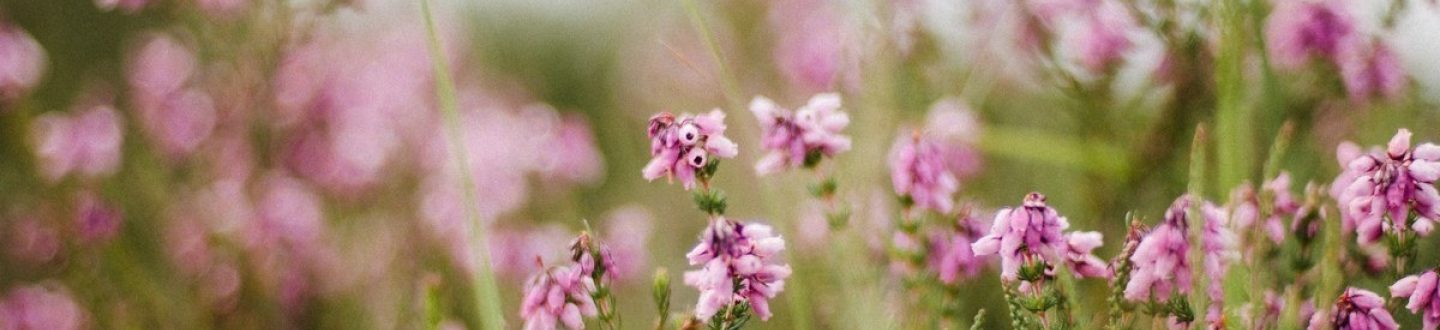 Make the Most of Late Summer in the Yorkshire Dales: