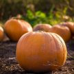 October Half Term & Halloween 2026: Family Days Out Near Roydon Marina Village