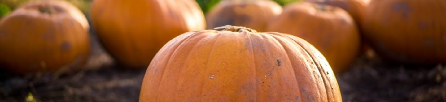October Half Term & Halloween 2026: Family Days Out Near Roydon Marina Village