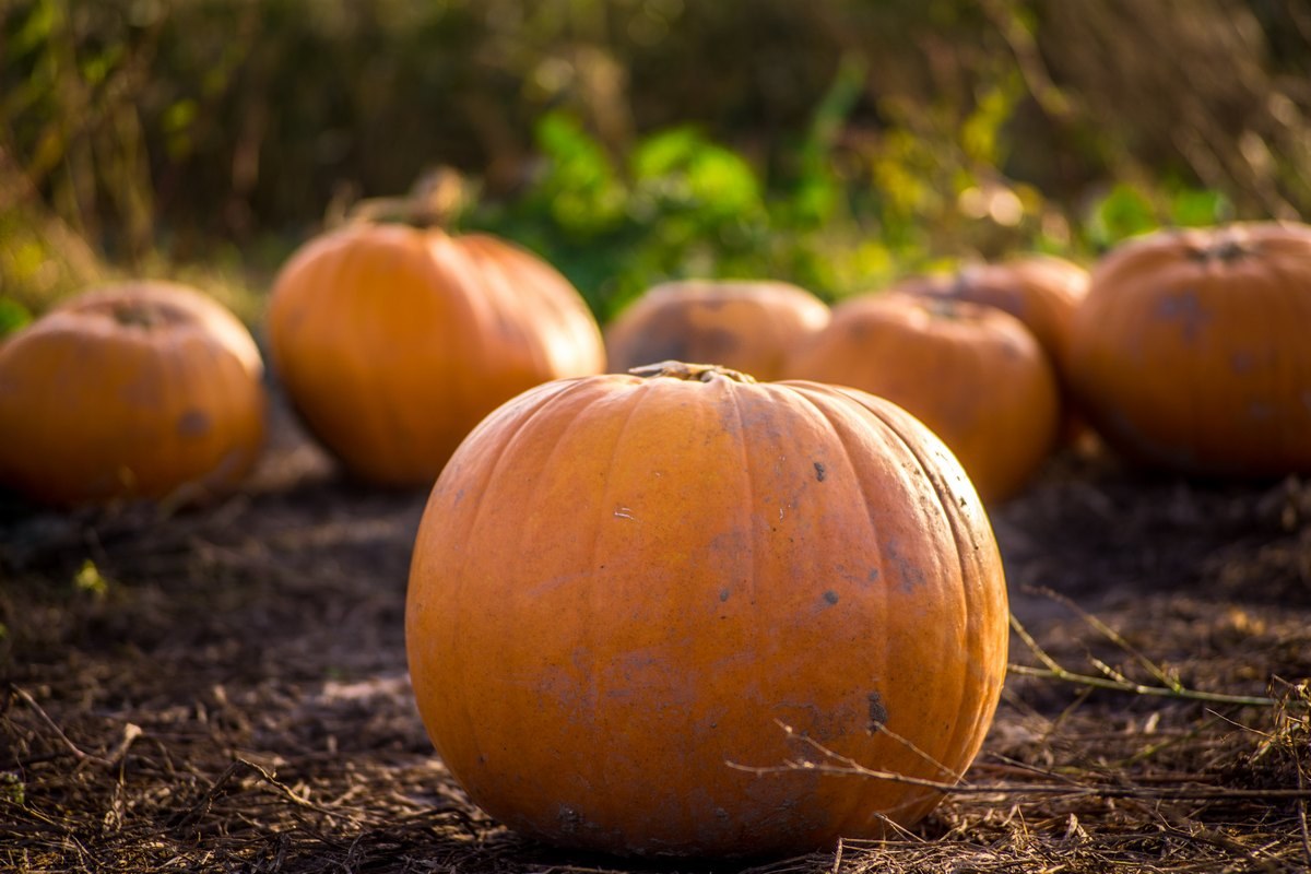 Halloween pumpkin picking patch