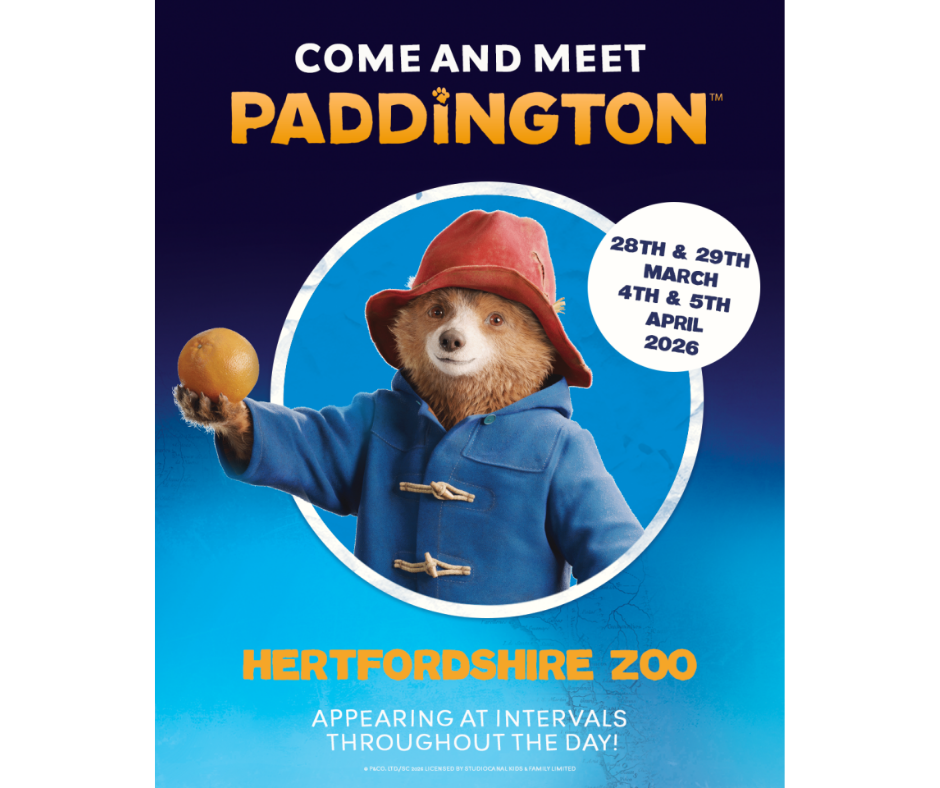 Paddington easter hertfordshire zoo