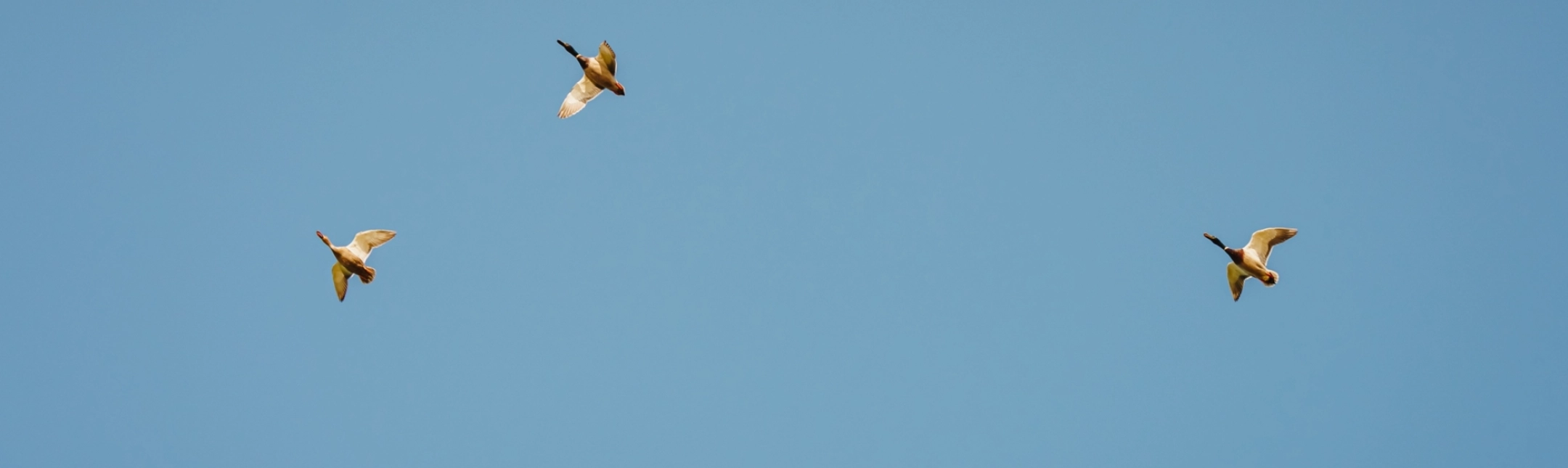 LLE TM GENERAL 00011 LRJ