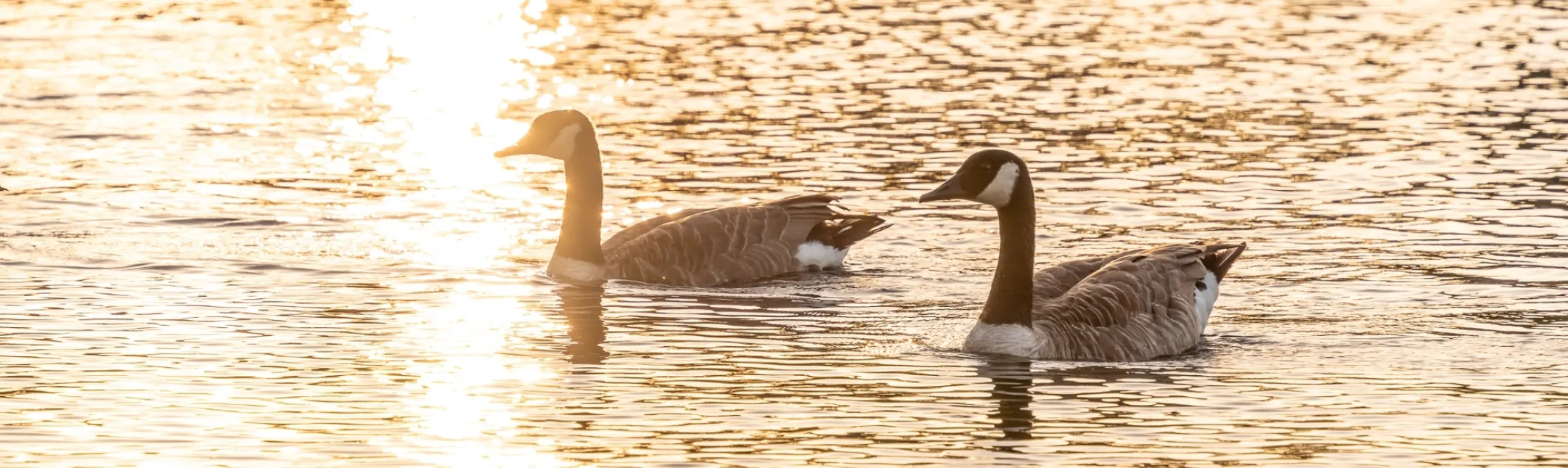 ROYDON GROUNDS 07019