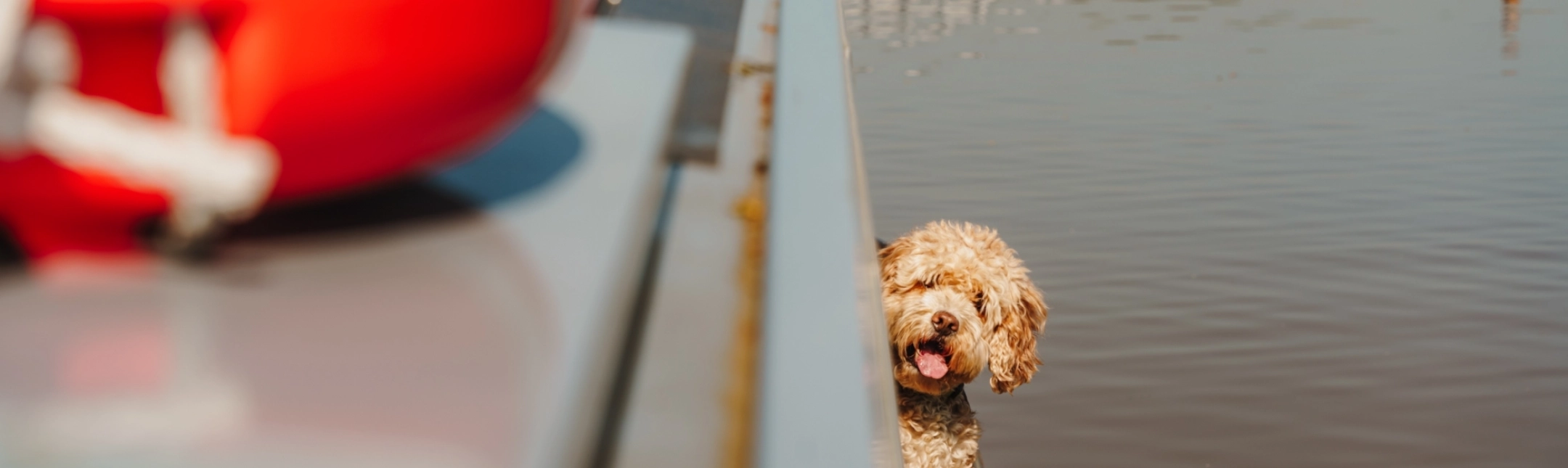 LLE TM DOGS 00057 LRJ