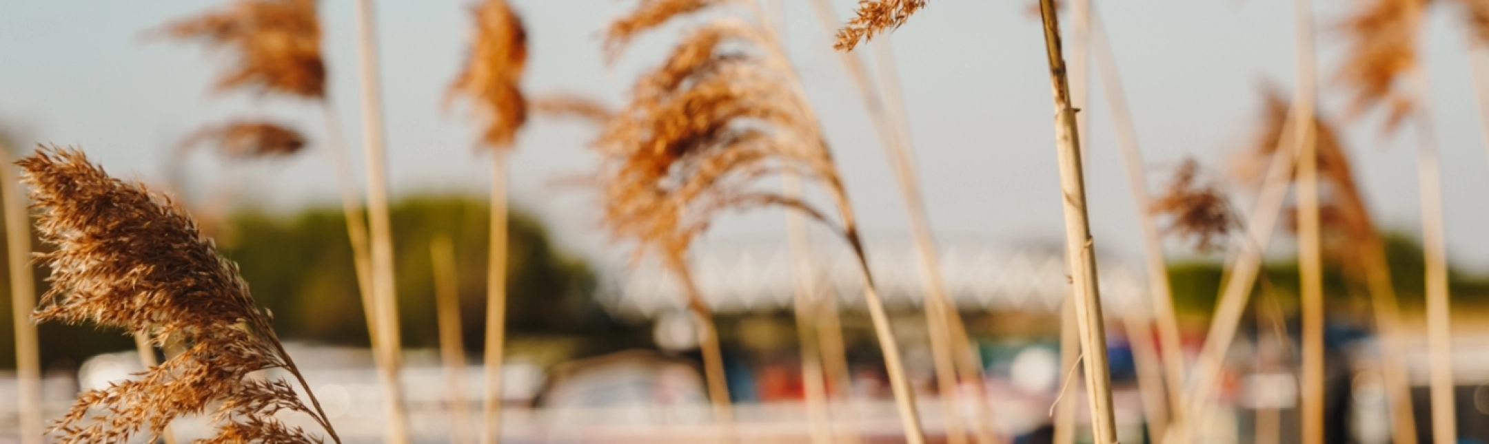 LLE TM GENERAL 00005 LRJ