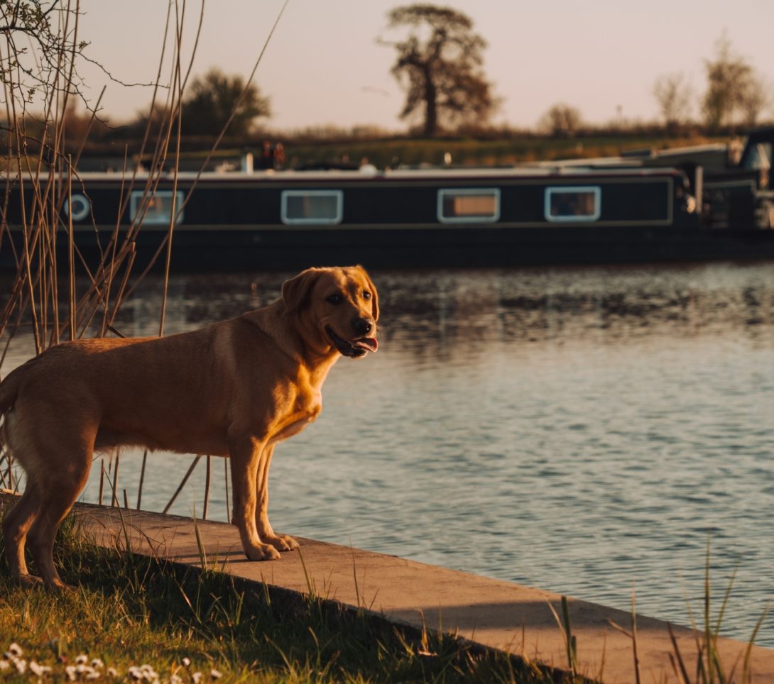 LLE TM DOGS 00025 LRJ