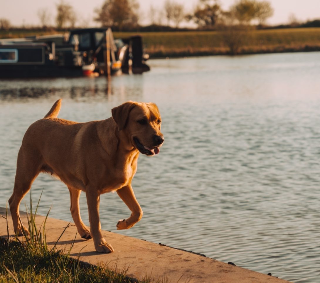 LLE TM DOGS 00026 LRJ