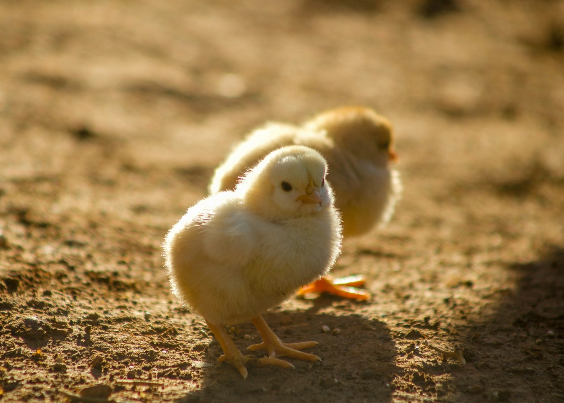 Easter chicks farm karim manjra
